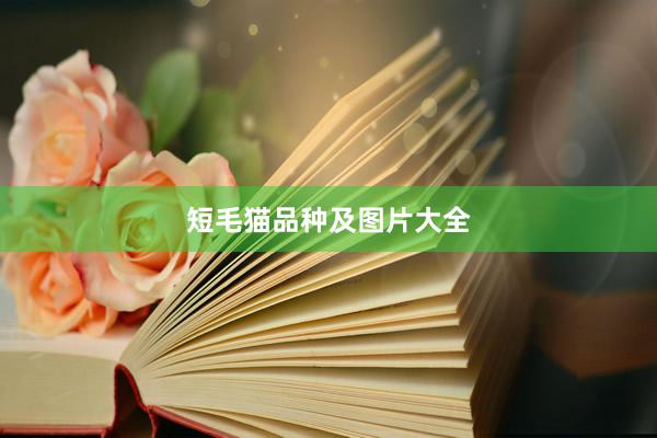 短毛猫品种及图片大全